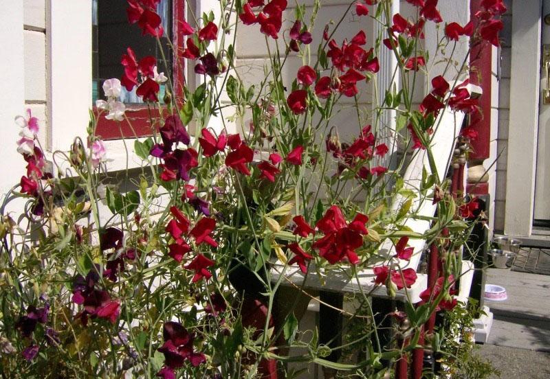 plantas trepadoras para el lado soleado