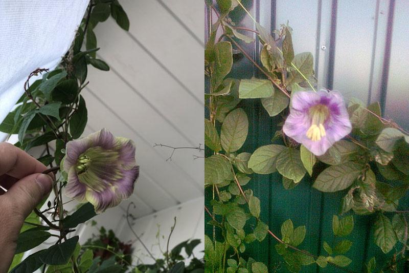 flores de kobea