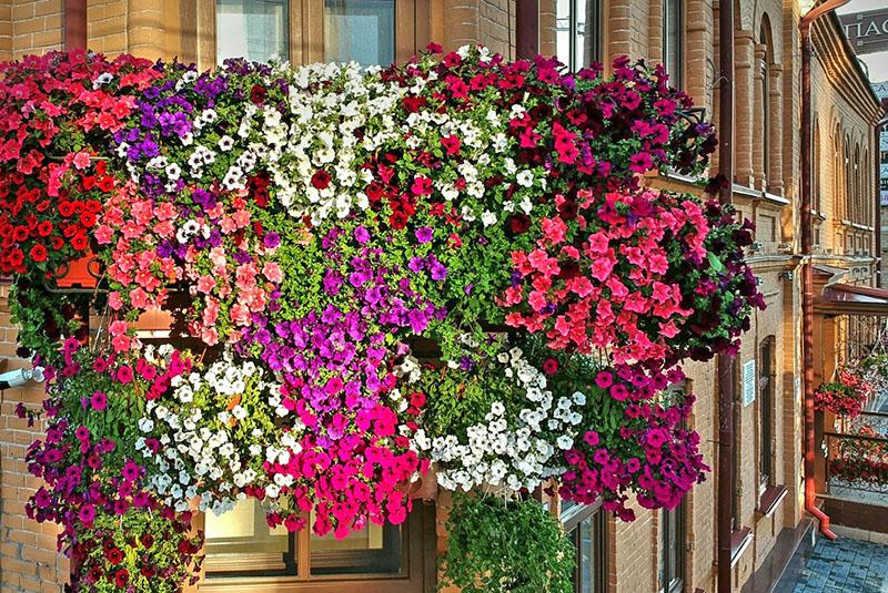 petunia para balcones sur