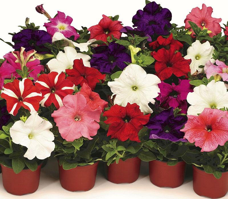 petunia de flores grandes