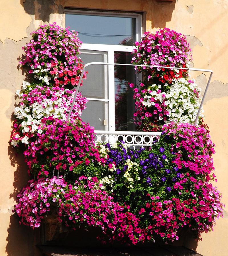 petunia multiflorosa