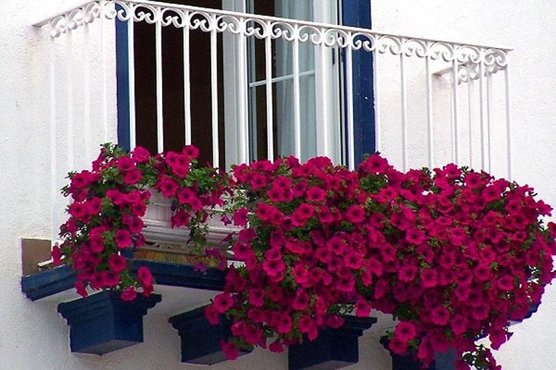ampel petunia