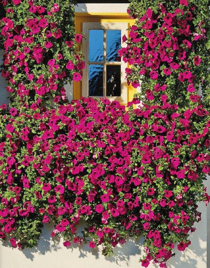 decoración de balcón en el lado soleado