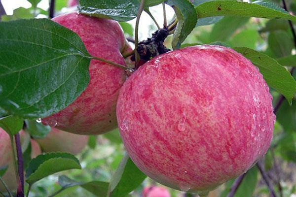 variétés de pommes d'été