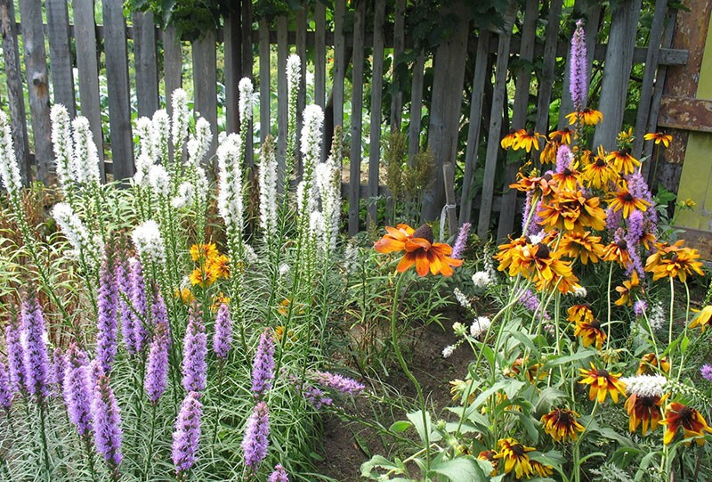 les vivaces fleurissent dans l'Oural