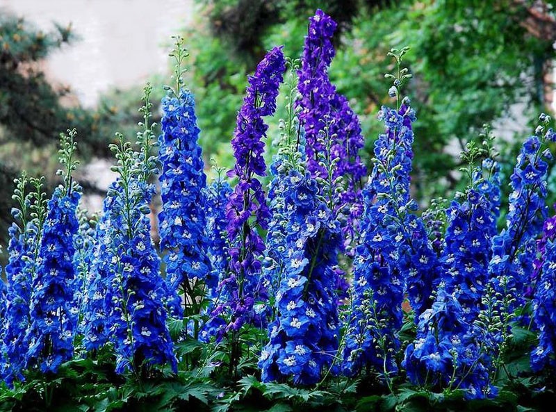 delphinium