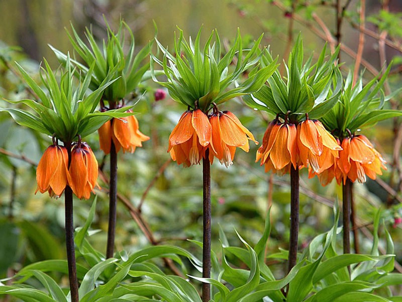 gélinotte noisette