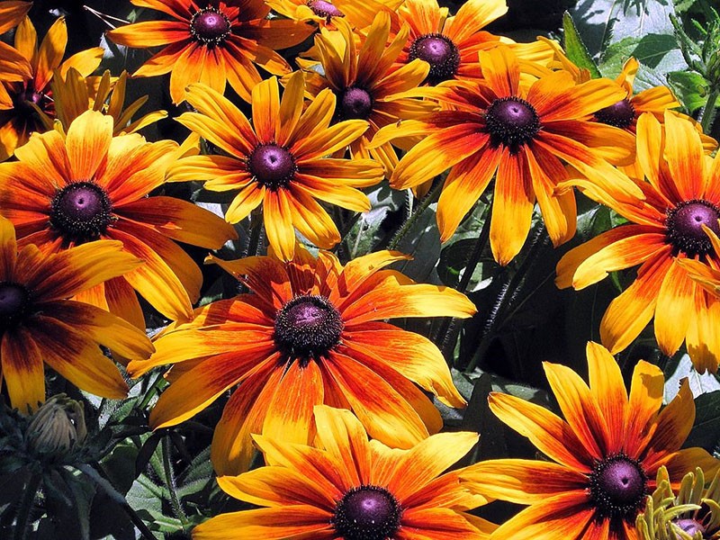 hermosa rudbeckia