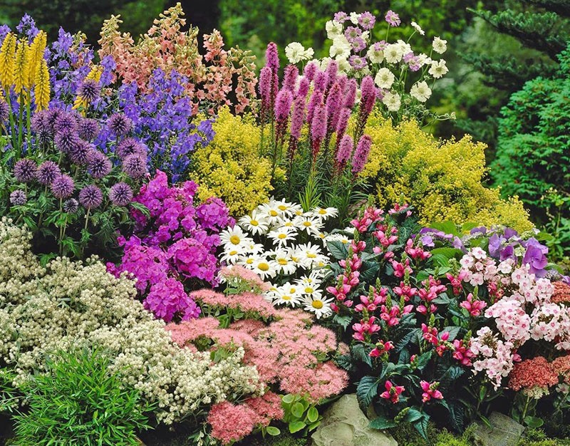fleurs vivaces pour l'Oural