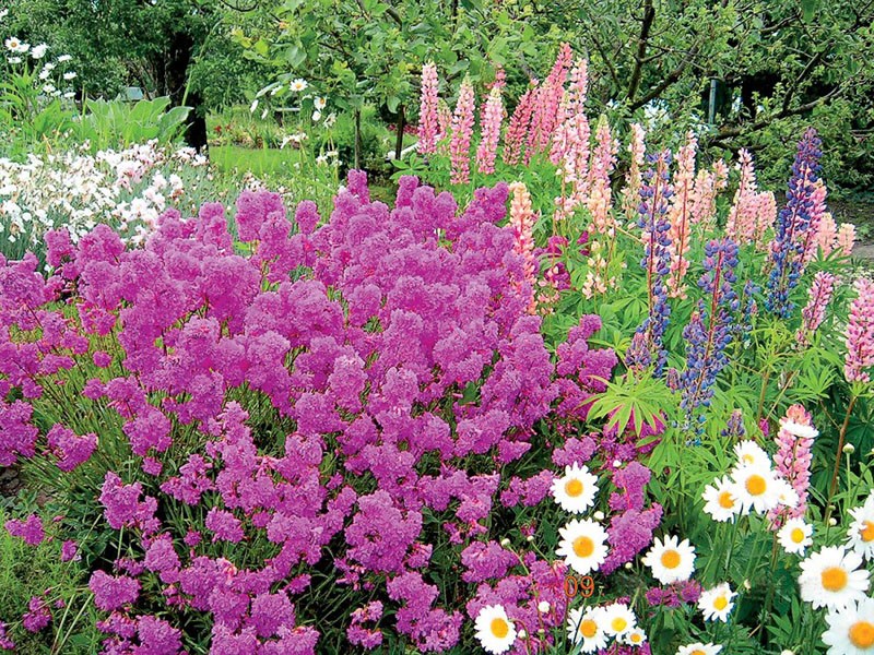 plantes vivaces à fleurs