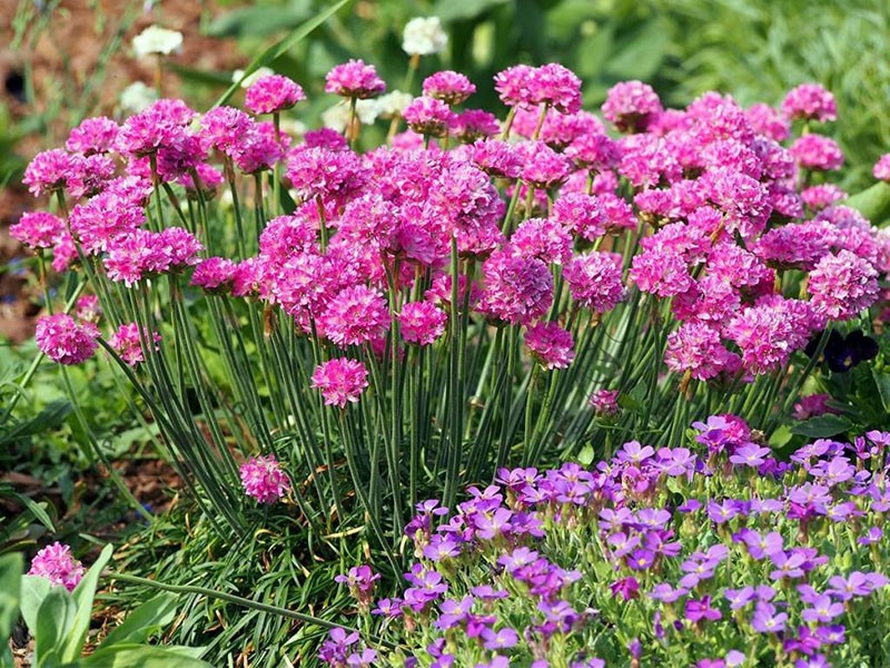 armeria bord de mer