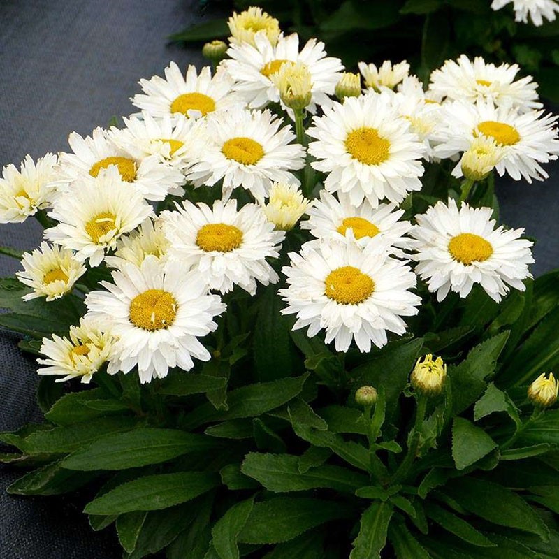 jardin camomille nivyanik