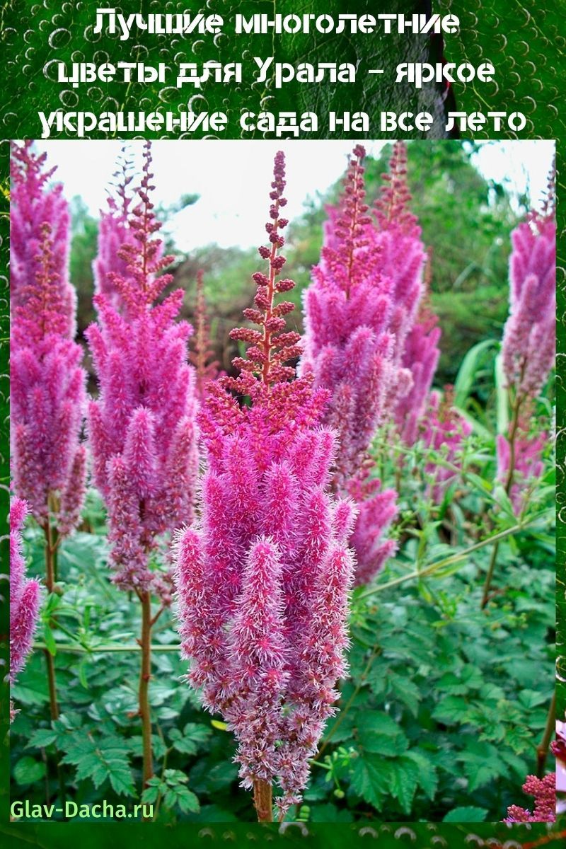 flores perennes para los Urales