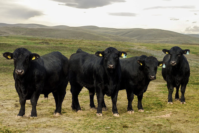 Ganado vacuno Aberdeen Angus