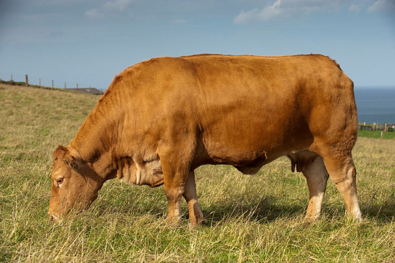 race de vaches limousine