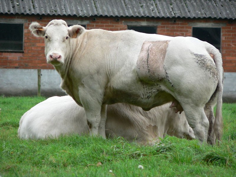 elegir razas de carne de vacas