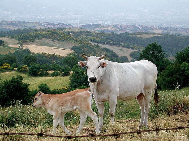 raza kian de vacas