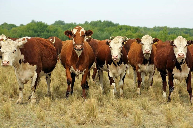 Race de vaches kazakhes à tête blanche