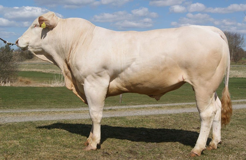 vaches blanches d'Aquitaine