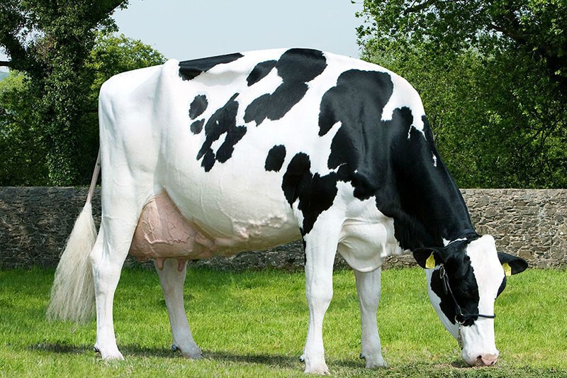 boeuf race hollandaise de vaches