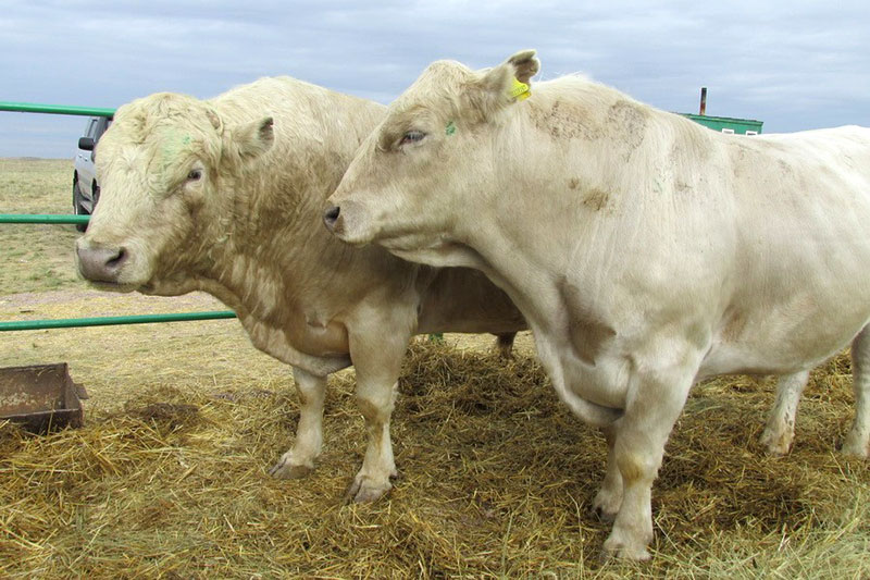 race de vaches à viande auliekol