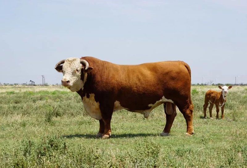 Raza de vacas Hereford