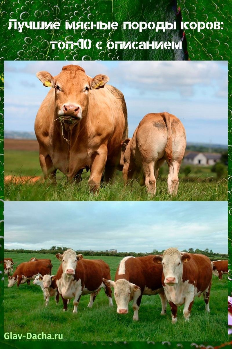 races à viande de vaches