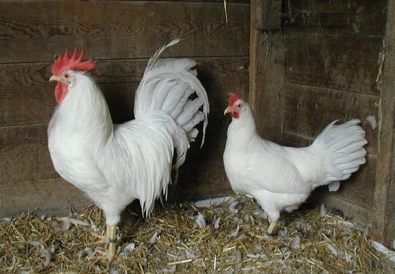 gallinas blancas leghorn