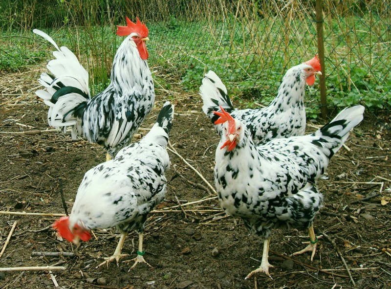 poulets tachetés de Livourne