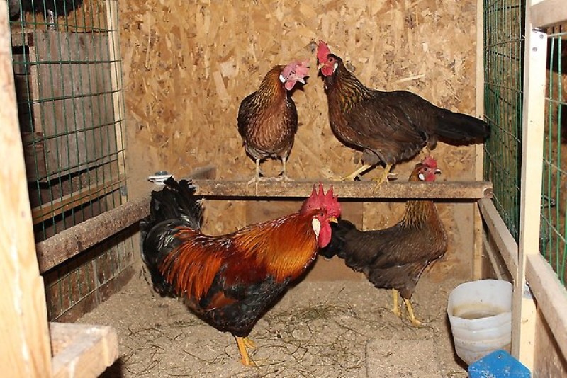 poulets Livourne bruns