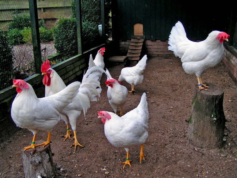 Photo et description des poulets Livourne