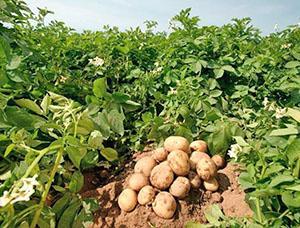 Bon précurseur des carottes