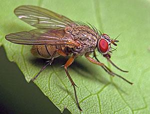 Mosca de la zanahoria