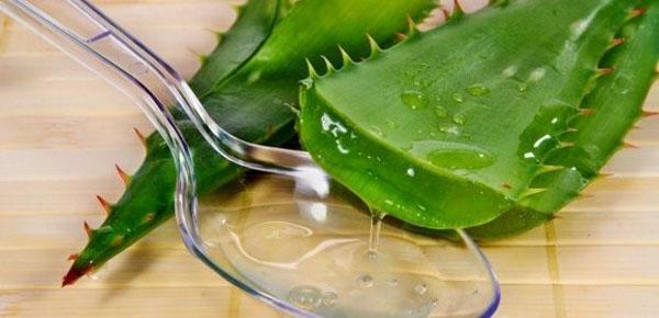 aloe para el cabello