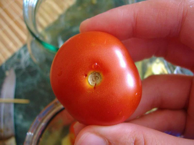 perforar el fruto de los tomates