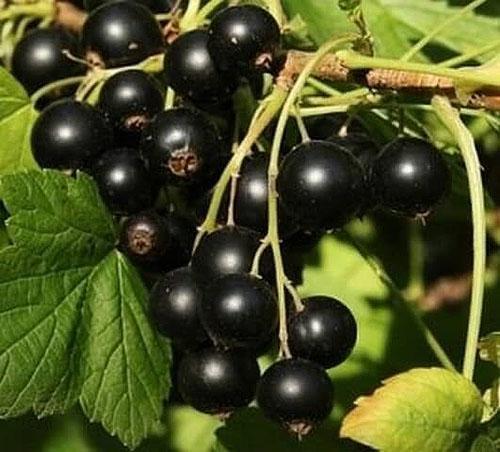 grosella negra
