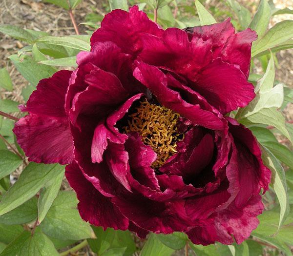 Peony Guan Qun Fang (corona imperial)