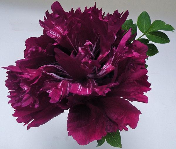 Roca Peony (Paeonia rockii) Purple Ocean