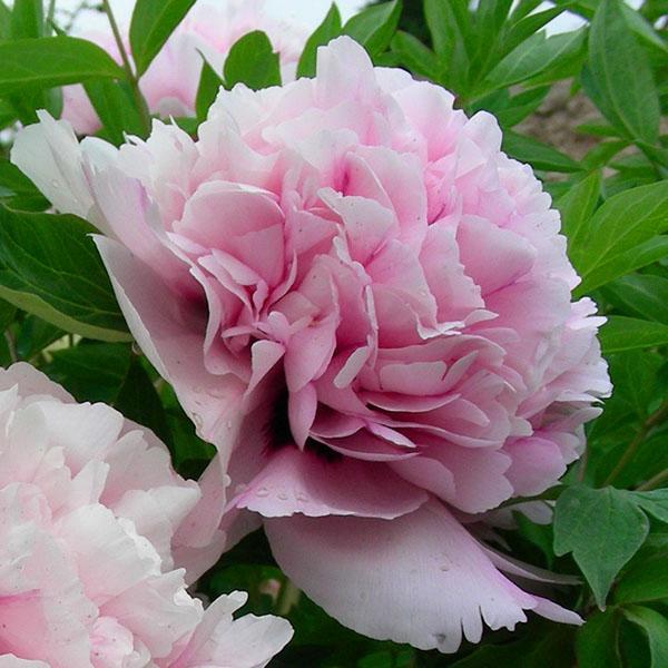 Peony Lantian Jay