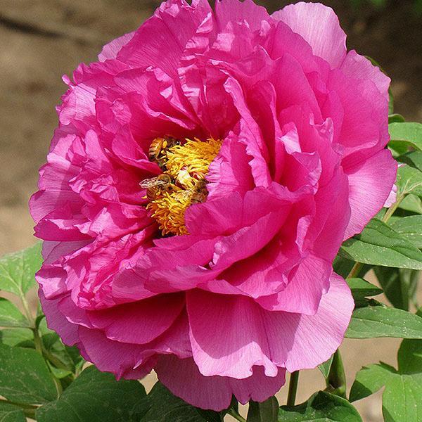 Peony Twin Beauty