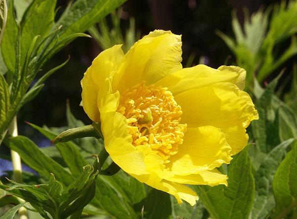 Amarillo peonía P. lutea