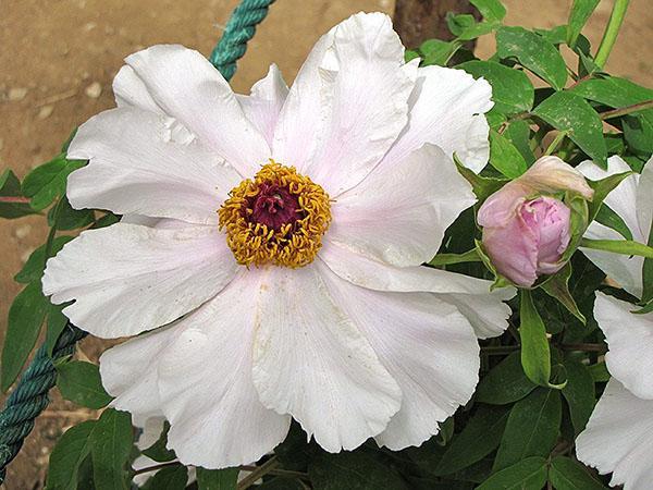 Variedad de peonía arborescente White Phoenix