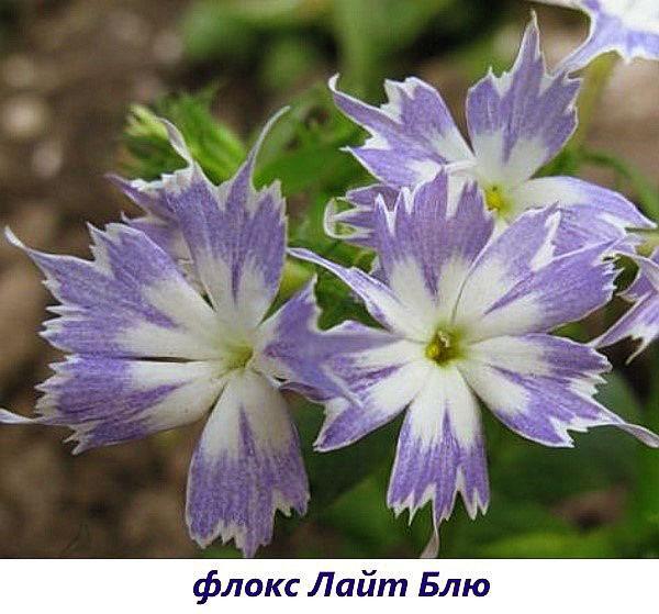 phlox bleu clair