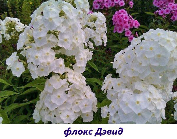 phlox david