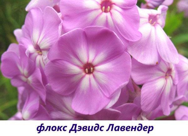 phlox davids lavanda