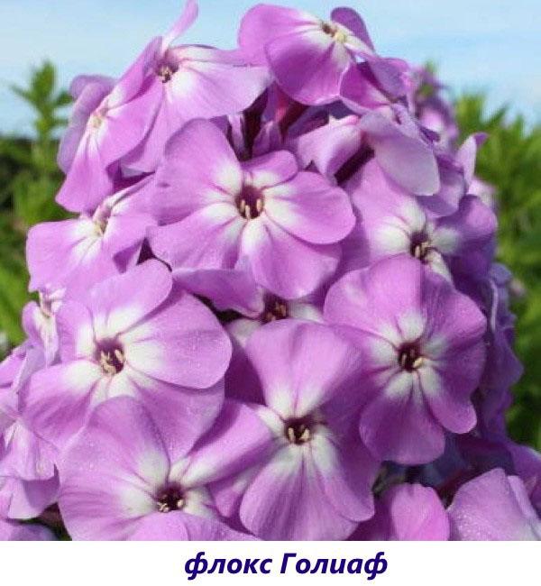 phlox goliath