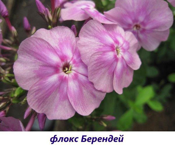 phlox berendey