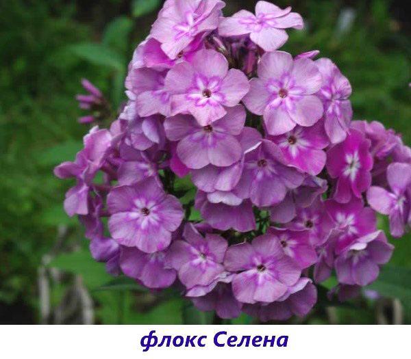 phlox sélénium