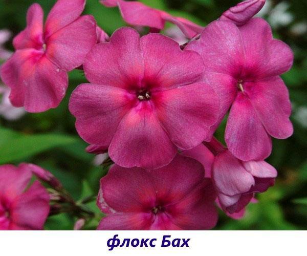 phlox bach