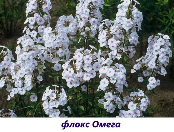 phlox oméga